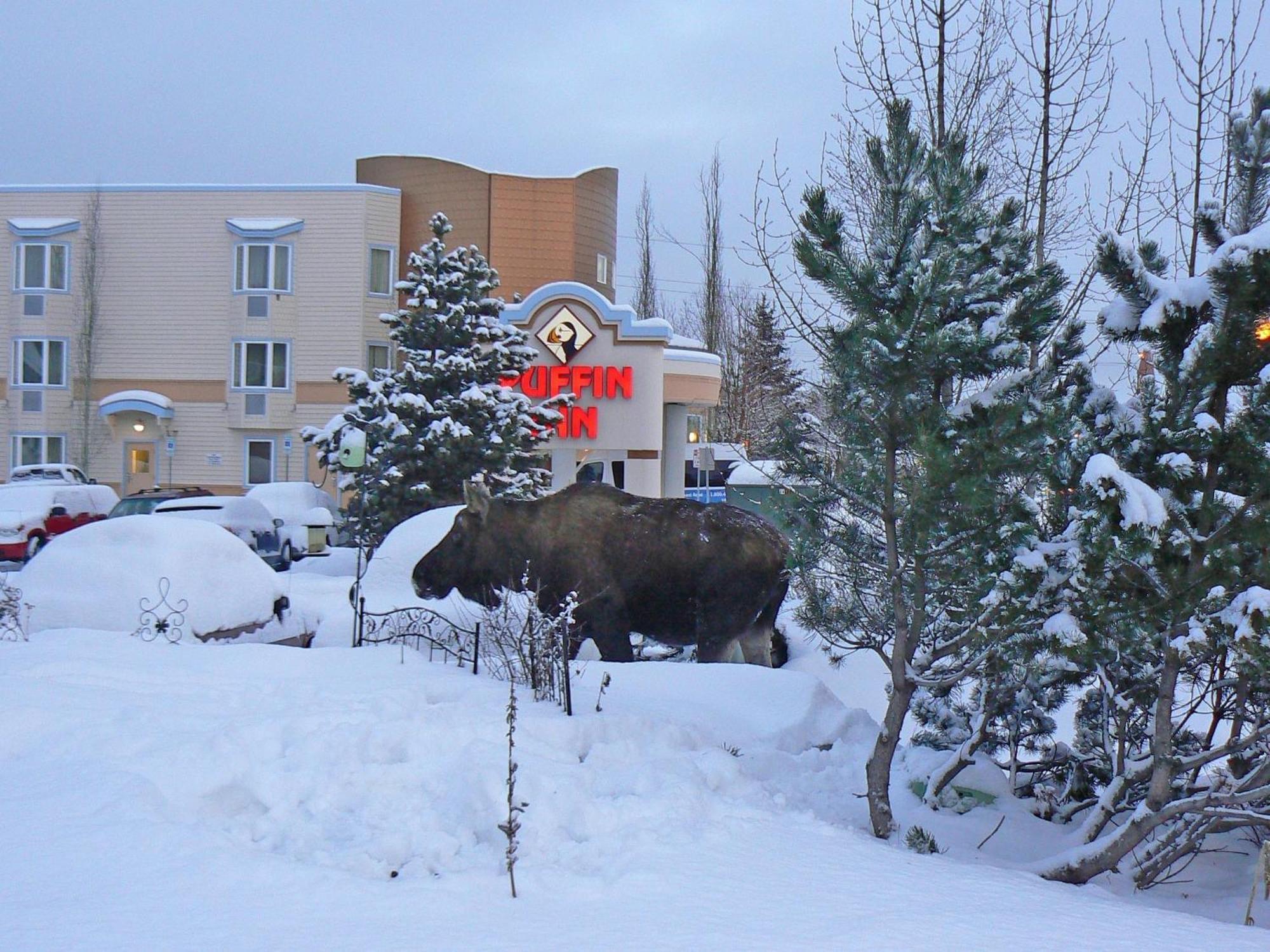 Puffin Inn Anchorage Exterior photo